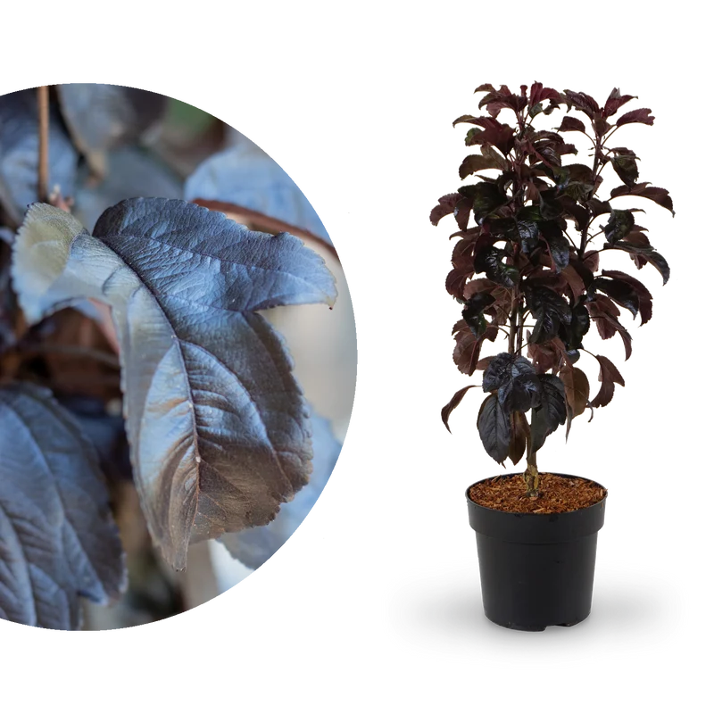 Zier-Apfelbaum 'Aros'®