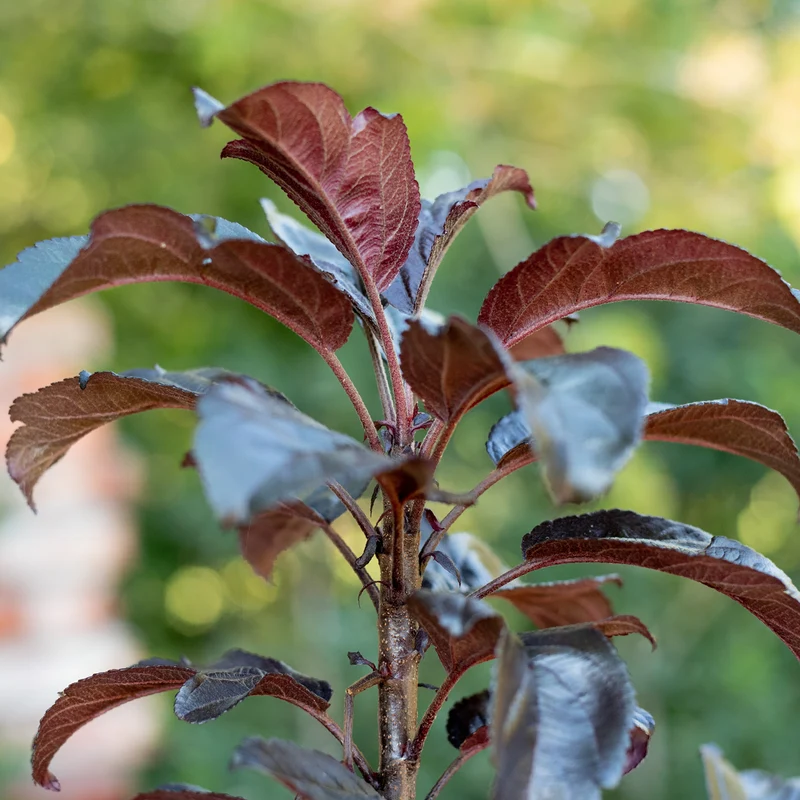 Zier-Apfelbaum 'Aros'®