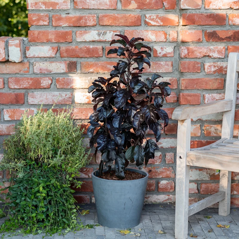 Zier-Apfelbaum 'Aros'®