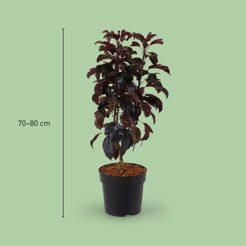 Zier-Apfelbaum 'Aros'®