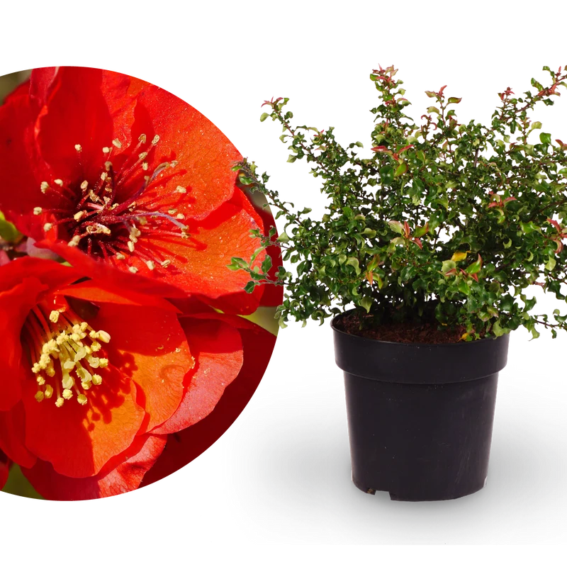 Zierquitte 'Red Joy' Rot