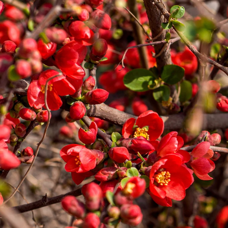 Zierquitte 'Red Joy' Rot