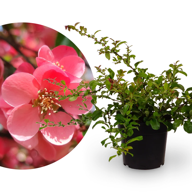 Zierquitte 'Pink Lady' Dunkelrosa