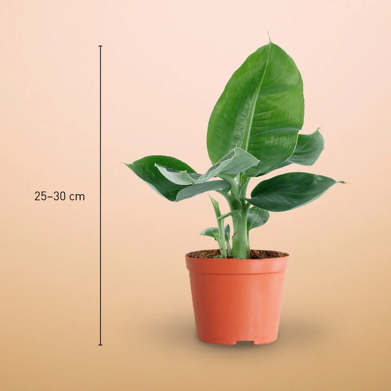 Zierbanane