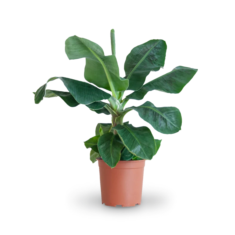 Zwerg-Essbanane 'Dwarf Cavendish'
