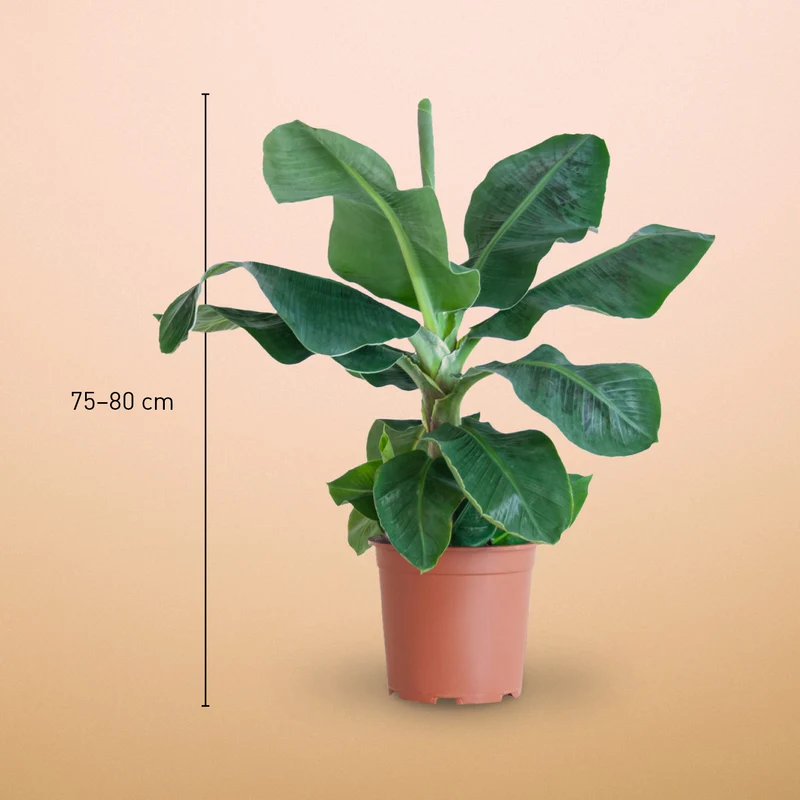 Zwerg-Essbanane 'Dwarf Cavendish'