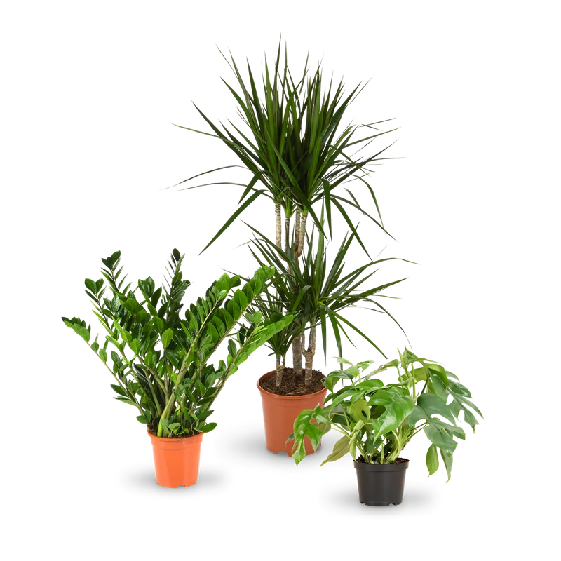 Zimmerpflanzen für wenig Licht (3er Set)