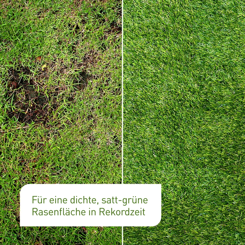 Rasen-Nachsaat 2 kg