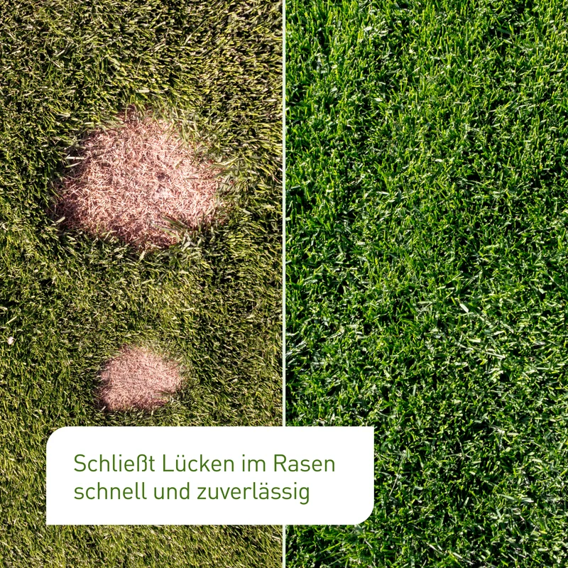 Rasen-Reparatur 1,5 kg
