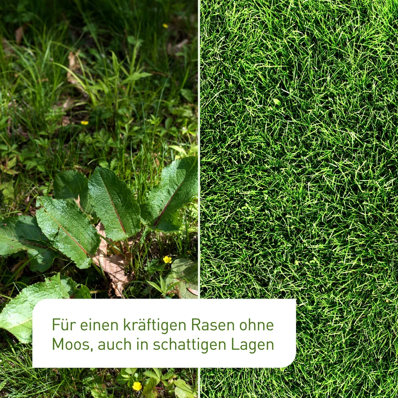Schattenrasen 2 kg