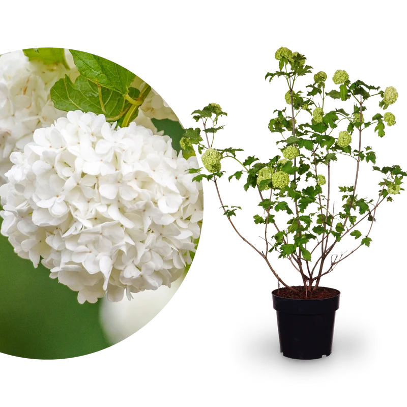 Gefüllter Schneeball 'Roseum' Weiß