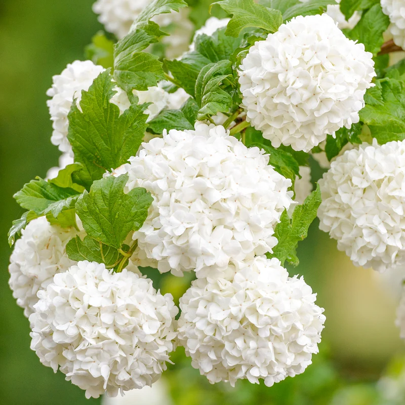 Gefüllter Schneeball 'Roseum' Weiß