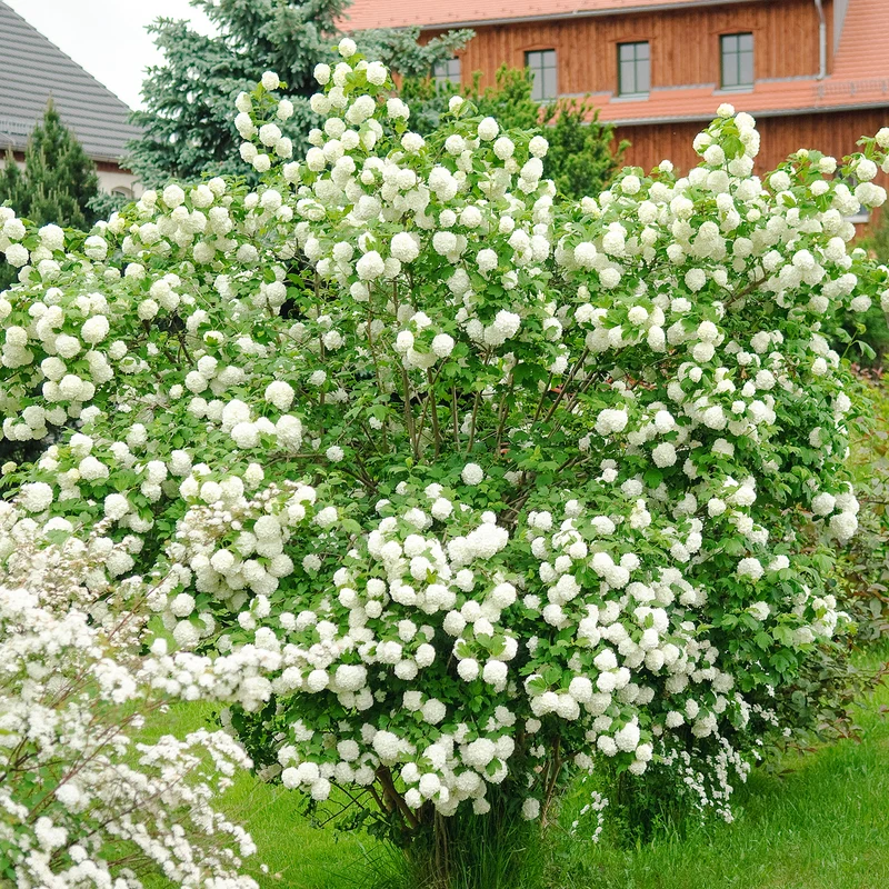 Gefüllter Schneeball 'Roseum' Weiß