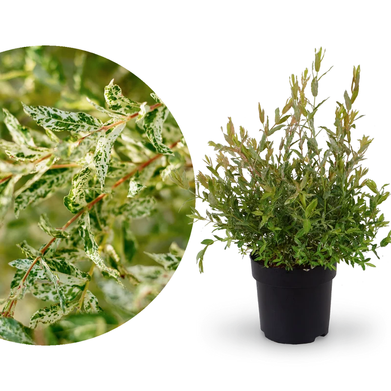 Japanische Harlekinweide 'Hakuro Nishiki'