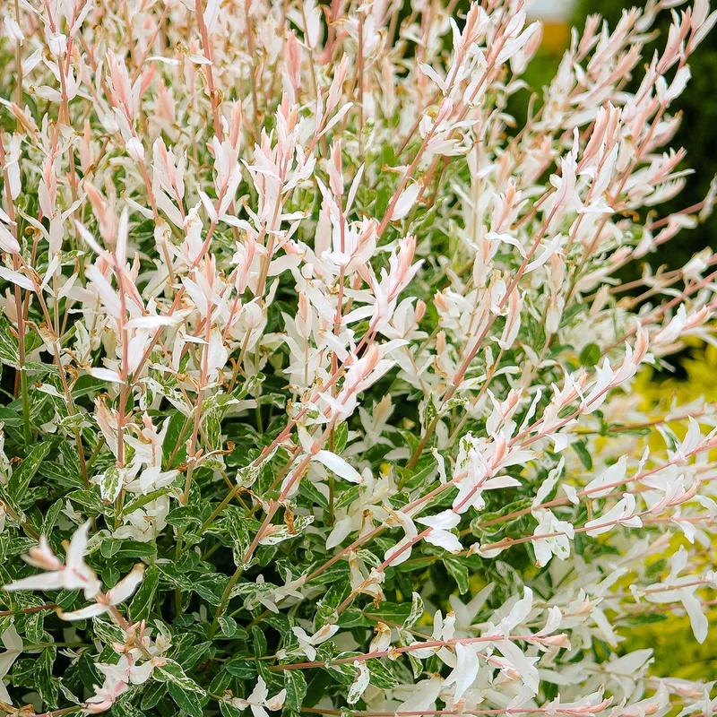 Japanische Harlekinweide 'Hakuro Nishiki'