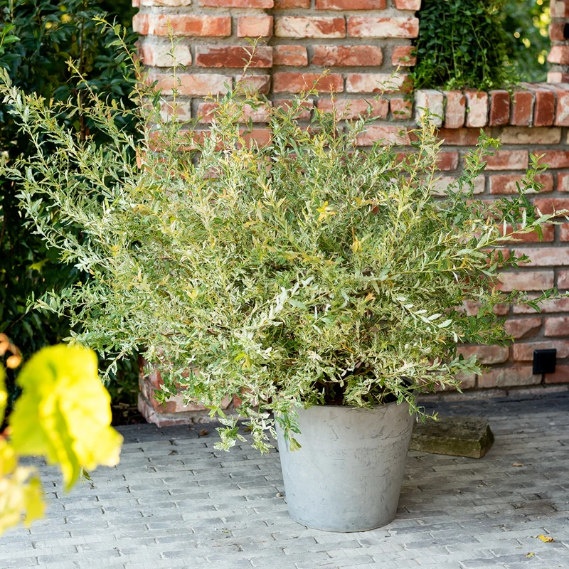 Japanische Harlekinweide 'Hakuro Nishiki'
