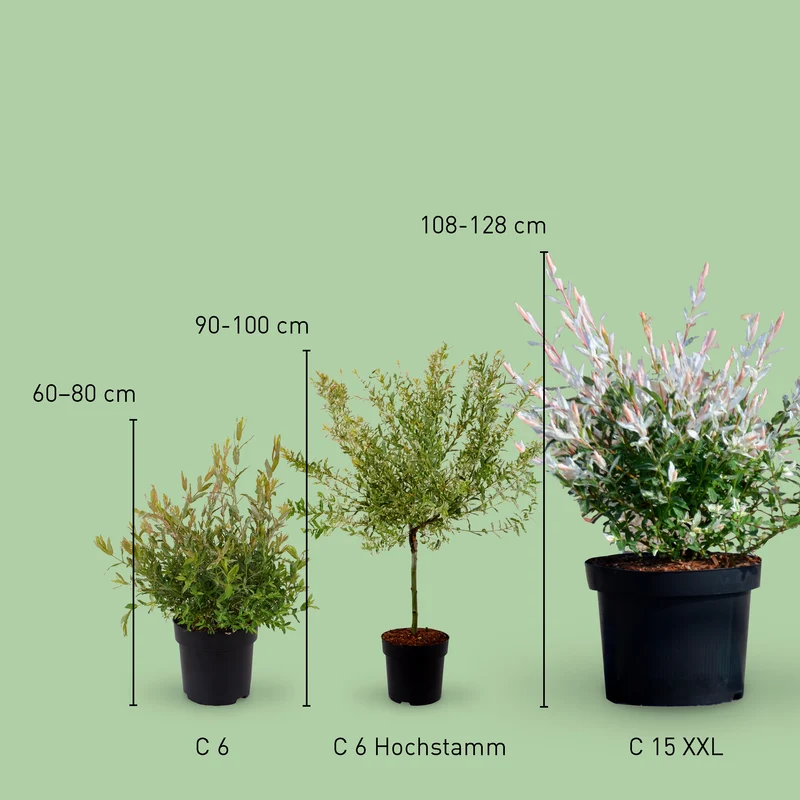 Japanische Harlekinweide 'Hakuro Nishiki'
