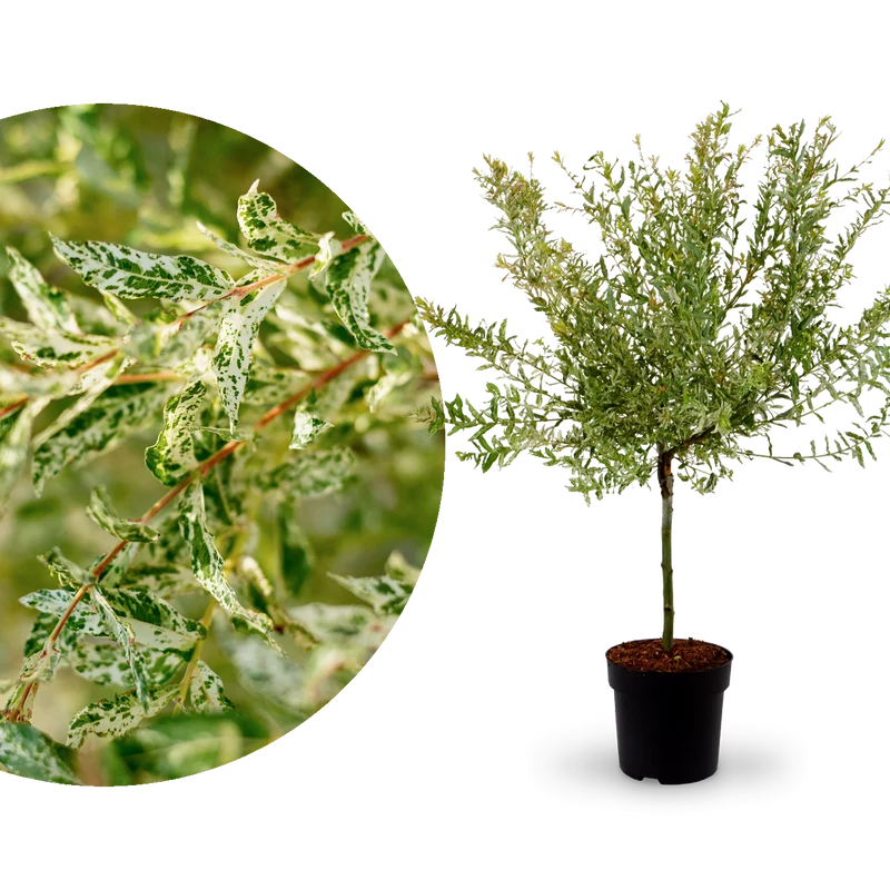 Japanische Harlekinweide 'Hakuro Nishiki'