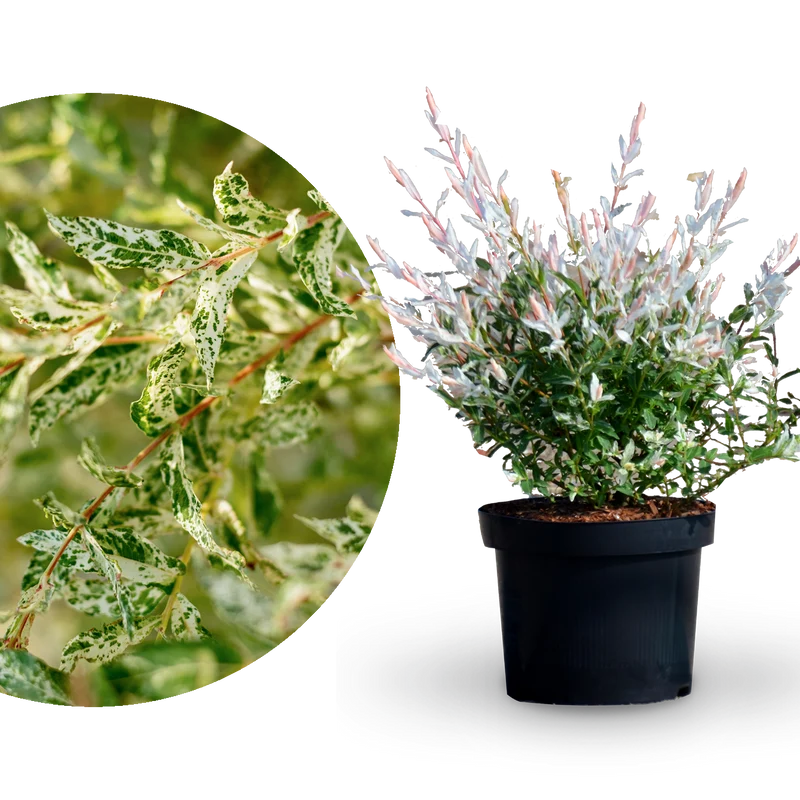 Japanische Harlekinweide 'Hakuro Nishiki'