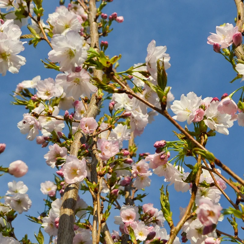 Japanische Säulenkirsche 'Amanogawa'