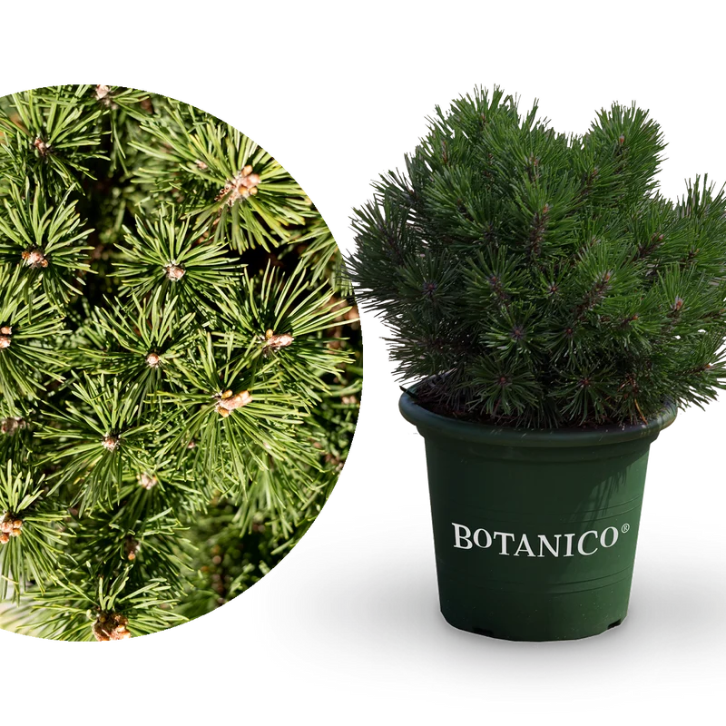 Kugel-Kiefer Botanico® 'Mops'