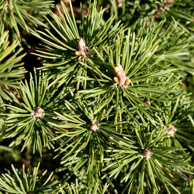 Kugel-Kiefer Botanico® 'Mops'