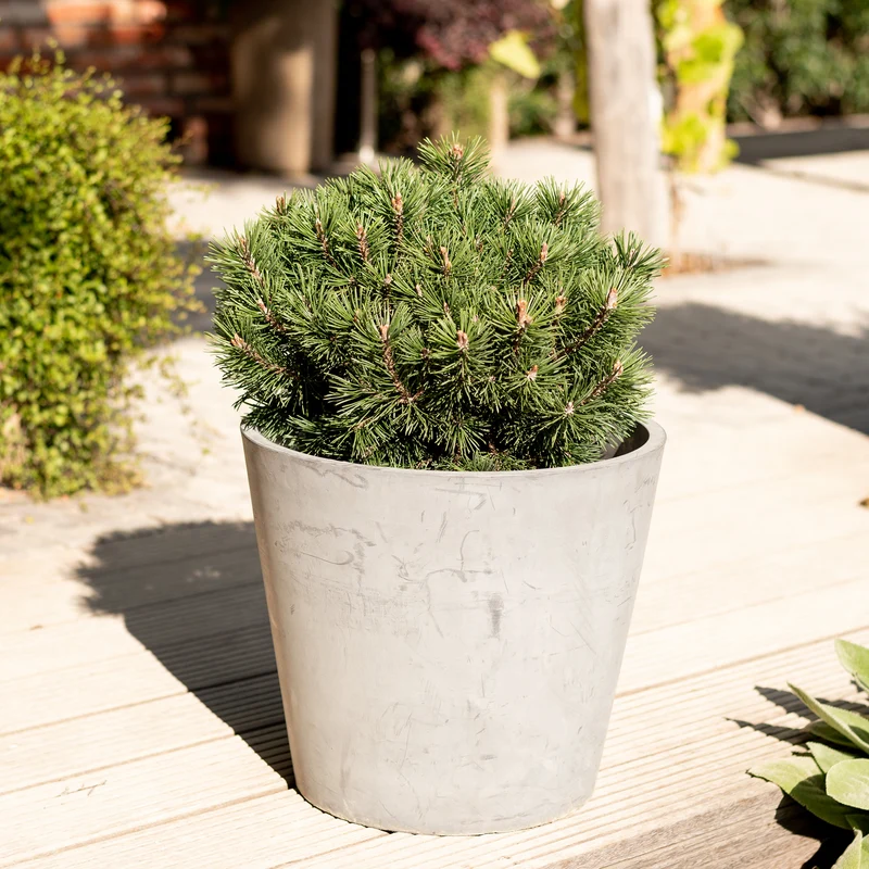 Kugel-Kiefer Botanico® 'Mops'