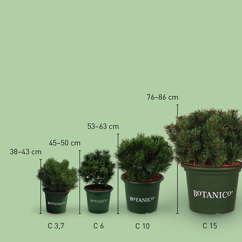 Kugel-Kiefer Botanico® 'Mops'