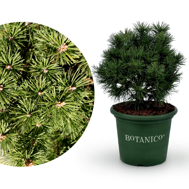 Kugel-Kiefer Botanico® 'Mops'