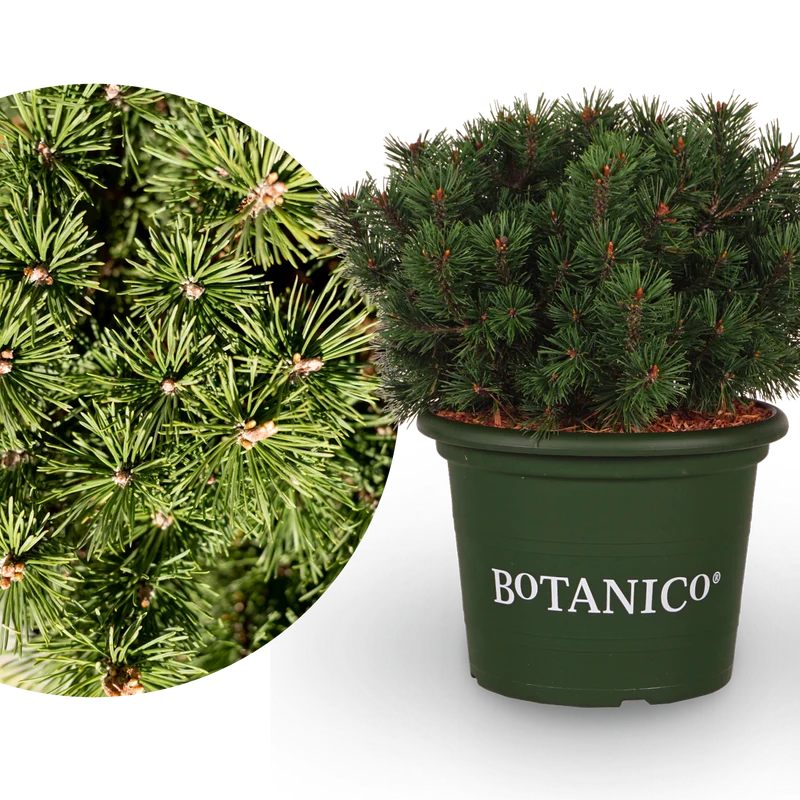 Kugel-Kiefer Botanico® 'Mops'