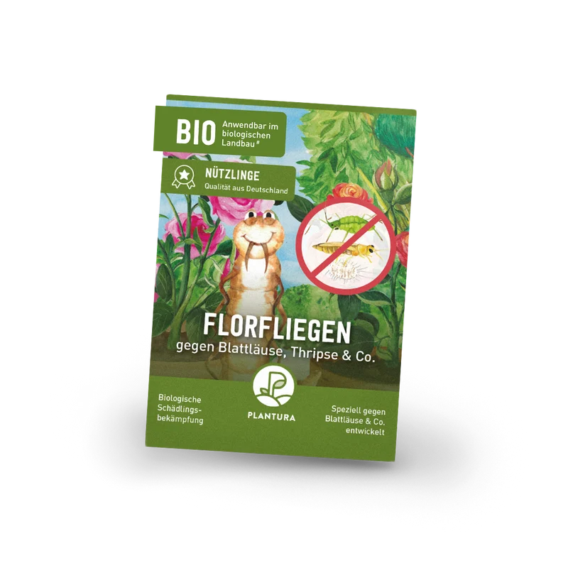 Florfliegen gegen Blattläuse, Thripse & Co.