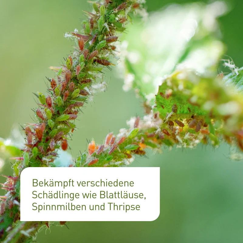 Florfliegen gegen Blattläuse, Thripse & Co.