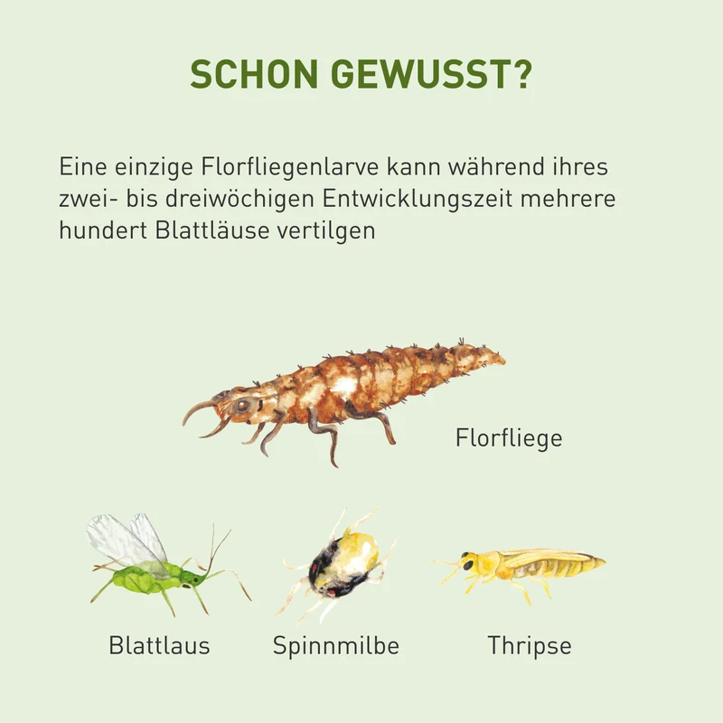 Florfliegen gegen Blattläuse, Thripse & Co.
