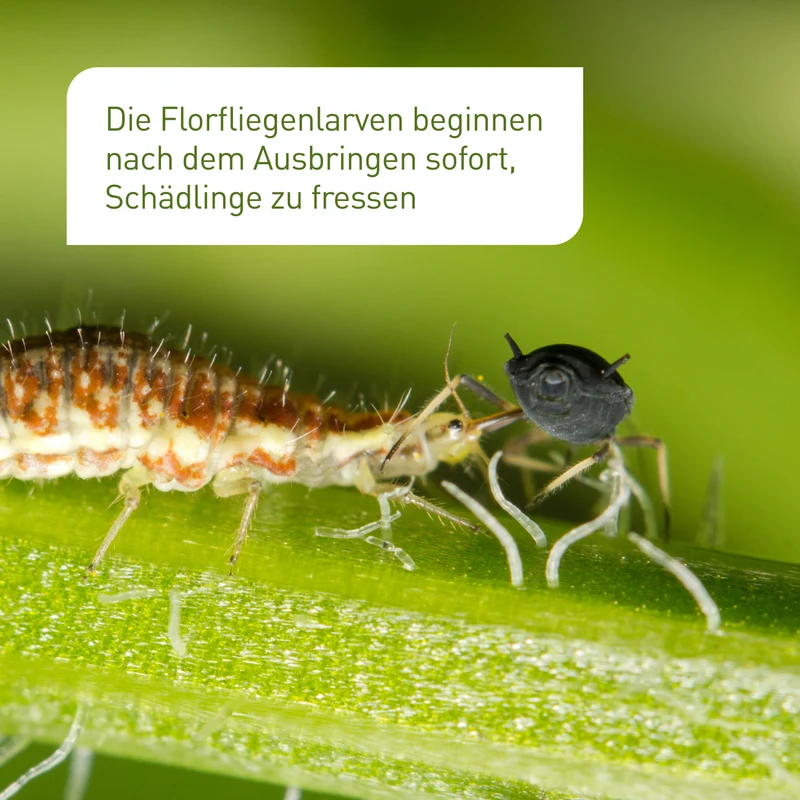 Florfliegen gegen Blattläuse, Thripse & Co.