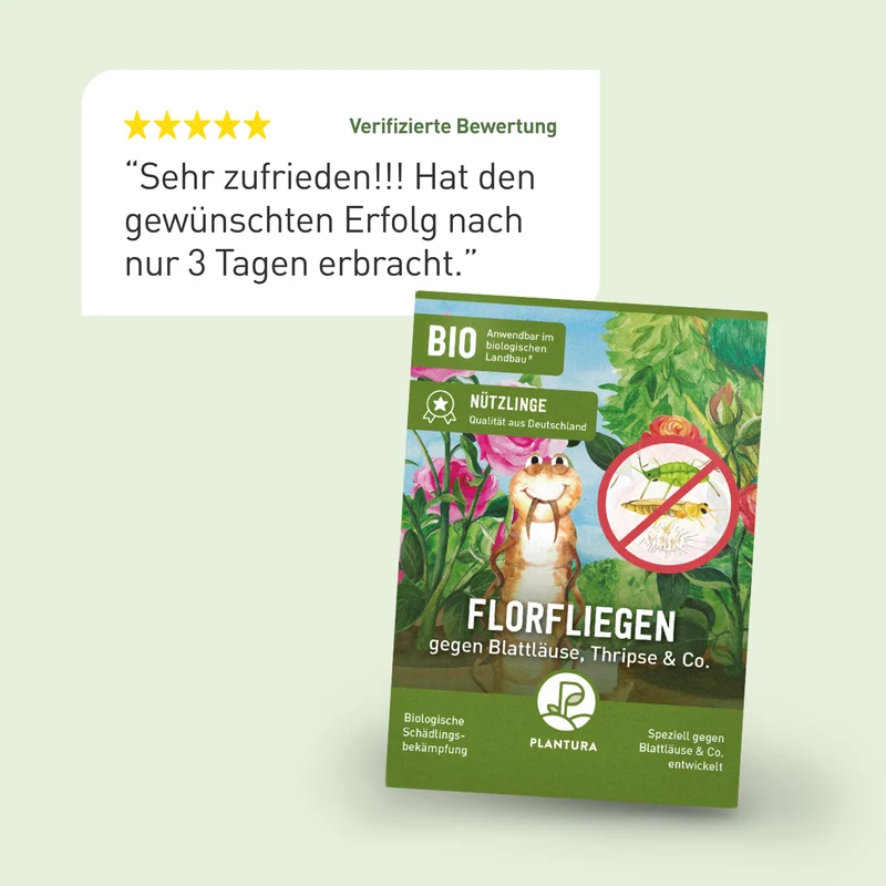 Florfliegen gegen Blattläuse, Thripse & Co.