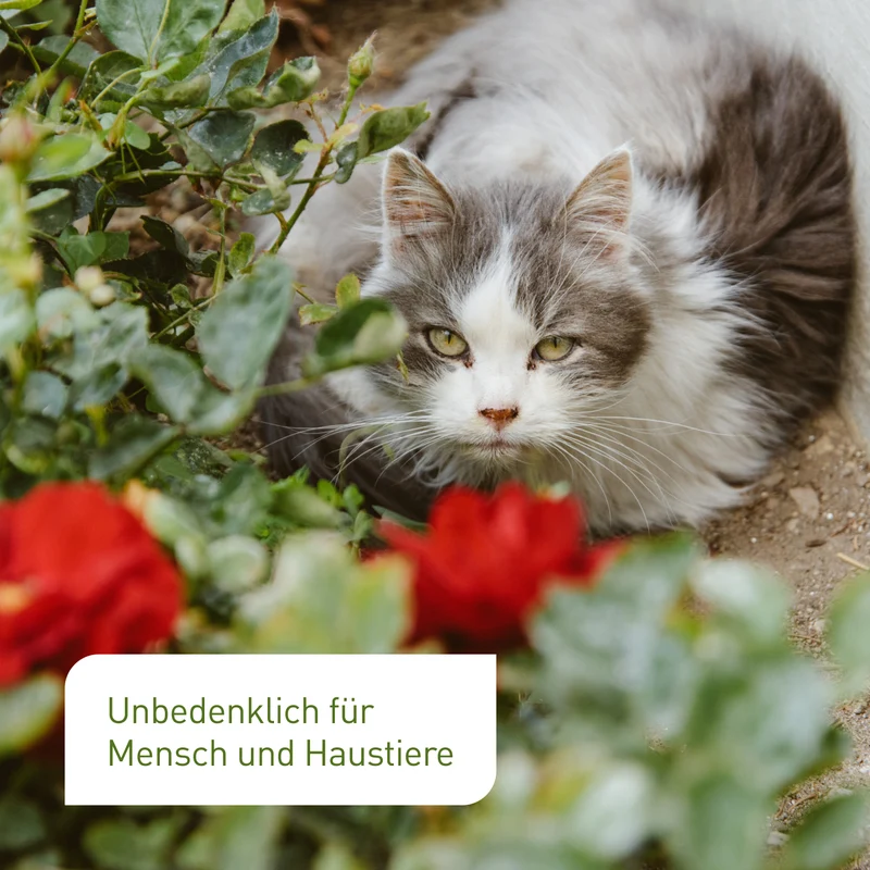 Florfliegen gegen Blattläuse, Thripse & Co.