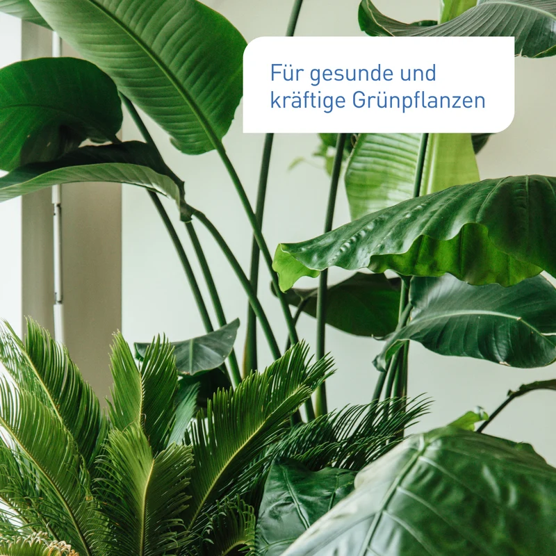 Bio-Zimmer- & Grünpflanzendünger 800 ml