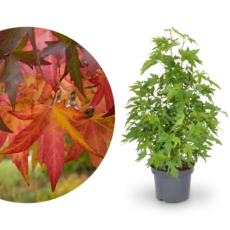 Amberbaum 'Worplesdon'