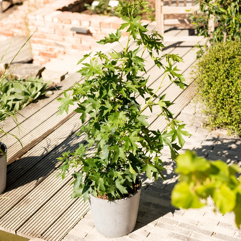Amberbaum 'Worplesdon'