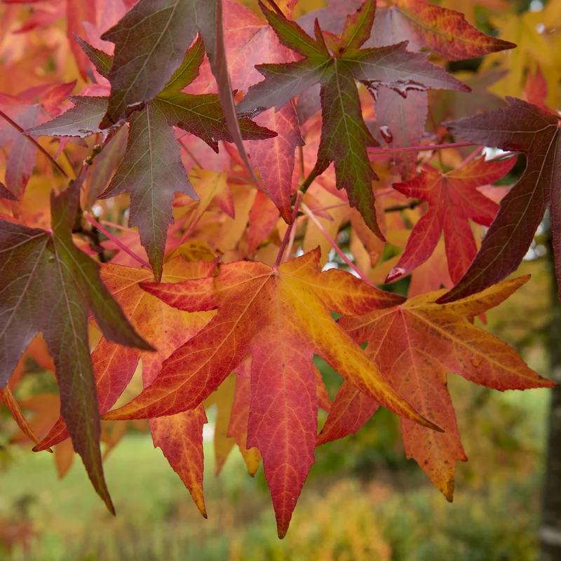 Amberbaum 'Worplesdon'