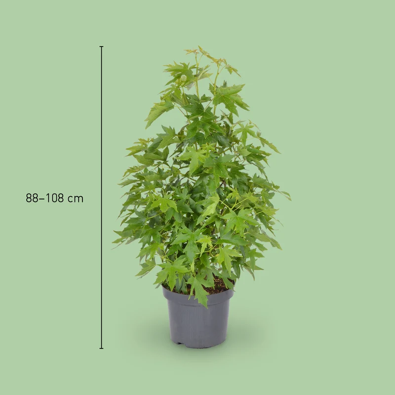 Amberbaum 'Worplesdon'