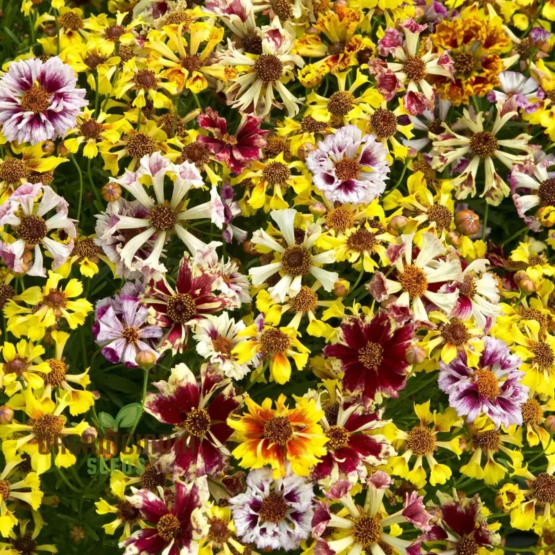 Coreopsis Incredible Sea Shells Mix Flower Seeds For Planting, Stunning Mix of Colorful Coreopsis Flowers for a Beautiful Garden Display