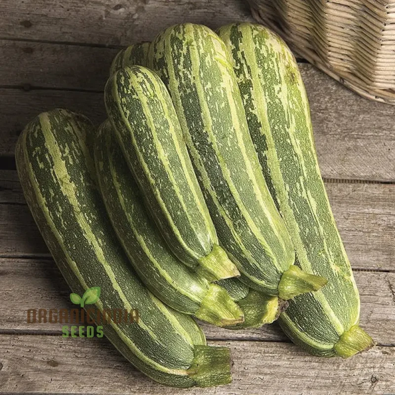 Marrow Green Trailing Vegetable Seeds for Planting, Premium Quality Vegetables Seeds for Growing in Your Home Garden