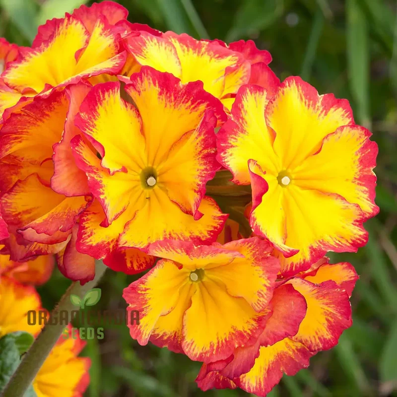 Polyanthus Showstopper Fire Dragon F1 Flower Seeds For Planting, Vibrant Red Polyanthus for a Stunning Garden Display