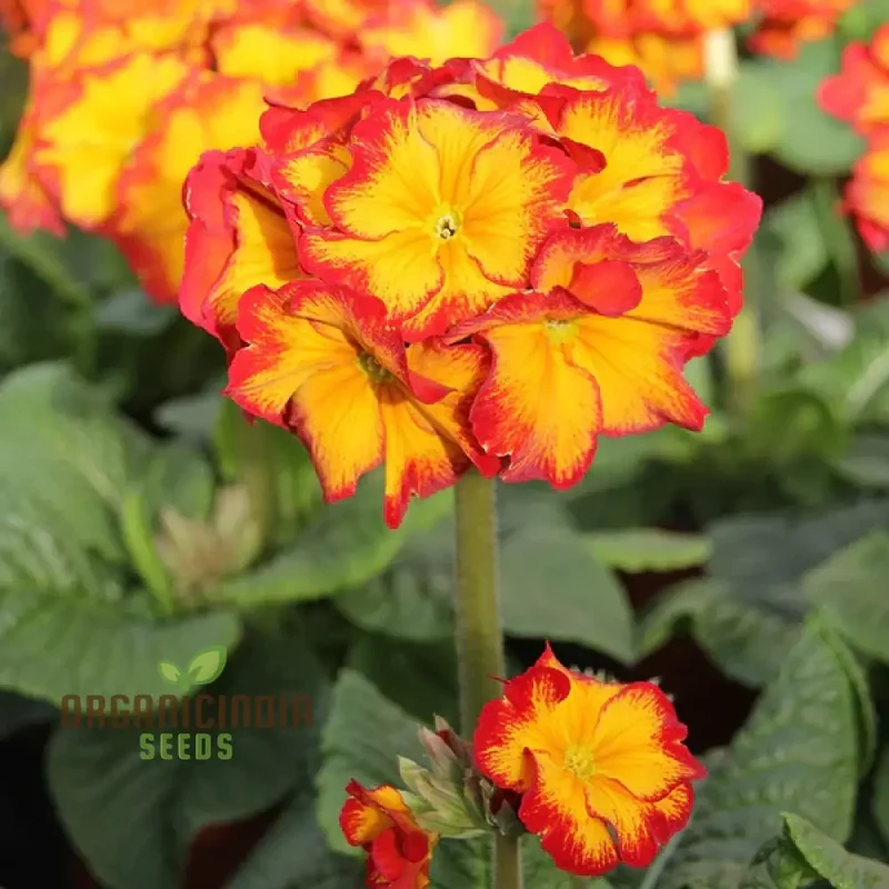 Polyanthus Showstopper Fire Dragon F1 Flower Seeds For Planting, Vibrant Red Polyanthus for a Stunning Garden Display