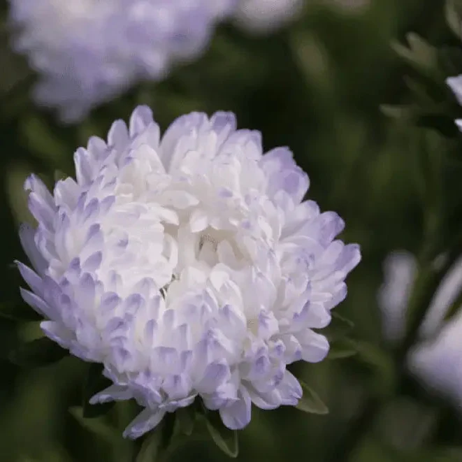 Aster Duchess Blue Ice Seeds - Beautiful Flowers for Your Garden