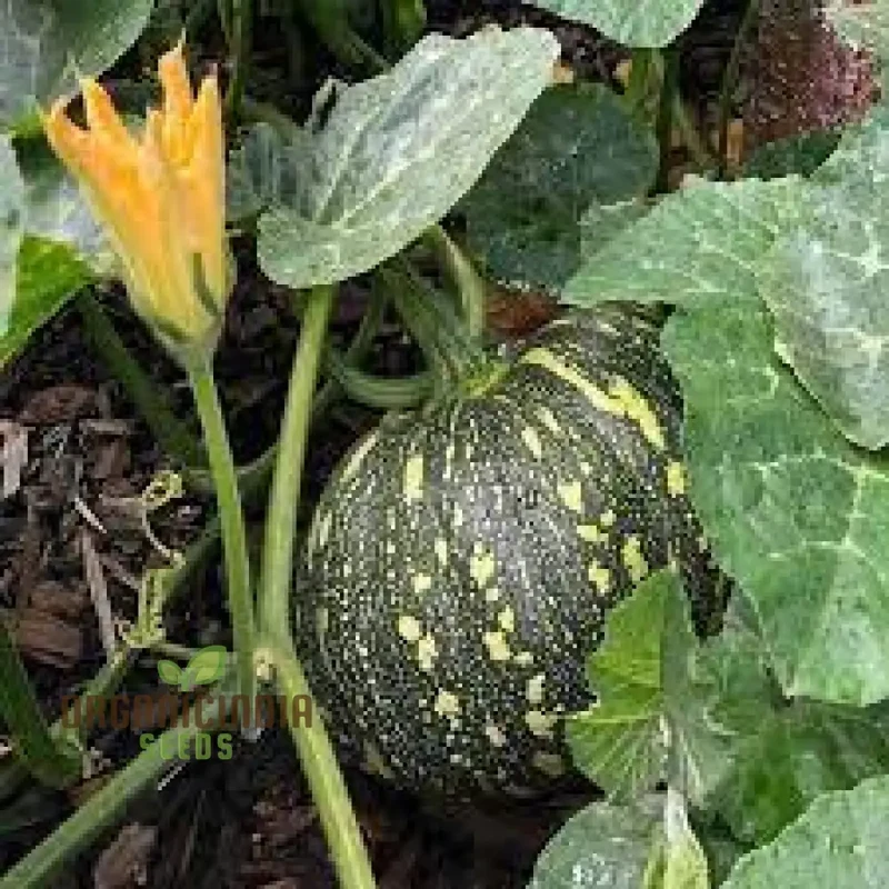 Japanese (Kent) Seeds - Premium Quality for Planting Success