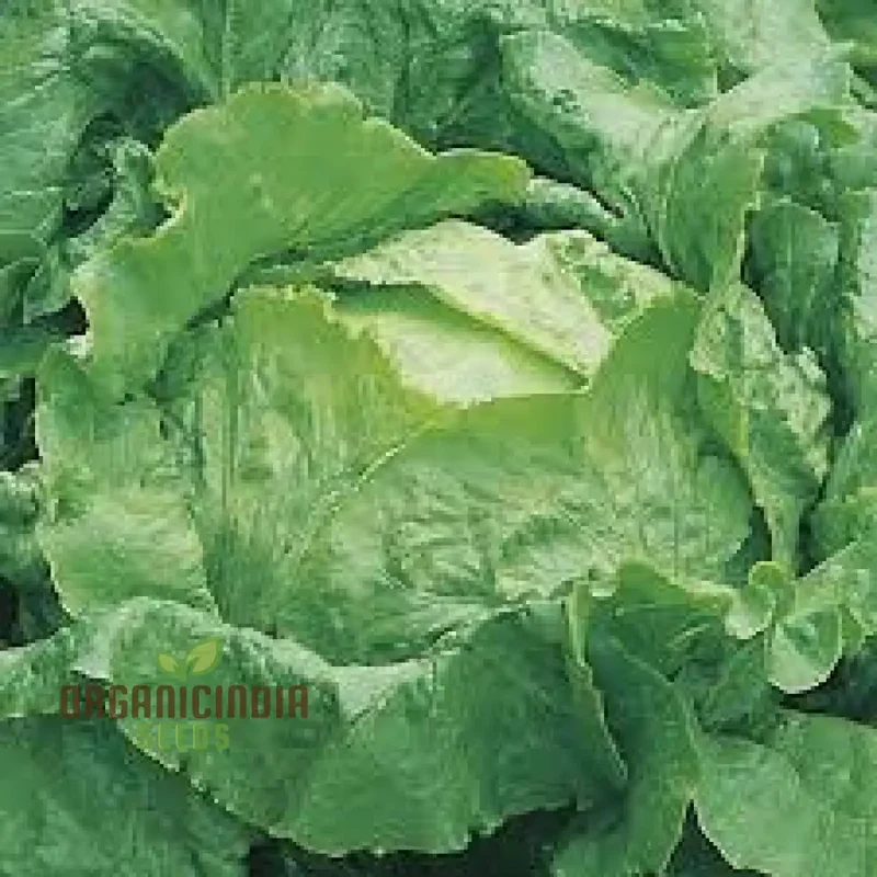 Lettuce Webbs Wonderful Vegetable Seeds for Planting, High-Quality Seeds for Home Gardening