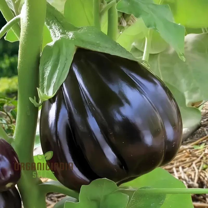 Aubergine 'Black Beauty' Seeds for Gardening Enthusiasts - Organic Eggplant Seeds for Home Garden Planting