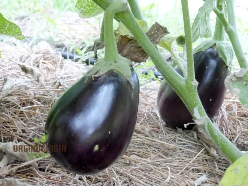 Aubergine 'Black Beauty' Seeds for Gardening Enthusiasts - Organic Eggplant Seeds for Home Garden Planting